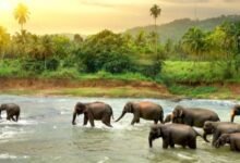 الحياة في سريلانكا - موضوع