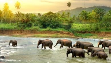 الحياة في سريلانكا 4 الحياة في سريلانكا - موضوع