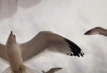 عبارات عميقة