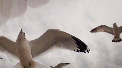 عبارات عميقة 5 عبارات عميقة