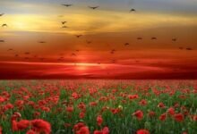 كلام عن الرحمة