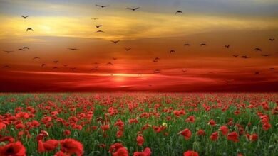 كلام عن الرحمة