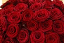 كلام عن الورد 8 كلام عن الورد