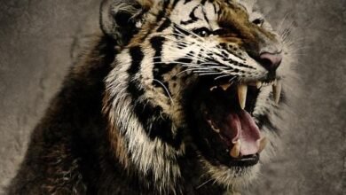 كيف تجعل خصمك يخاف منك 2 كيف تجعل خصمك يخاف منك